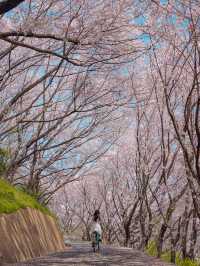 【広島】本当は教えたくない！瀬戸内海の離島にある絶景すぎる桜のトンネル！