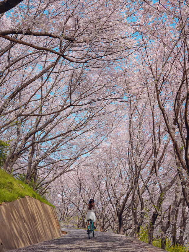 【広島】本当は教えたくない！瀬戸内海の離島にある絶景すぎる桜のトンネル！