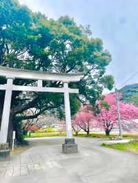 【川津来宮神社/静岡県】鮮やかな河津桜と大楠