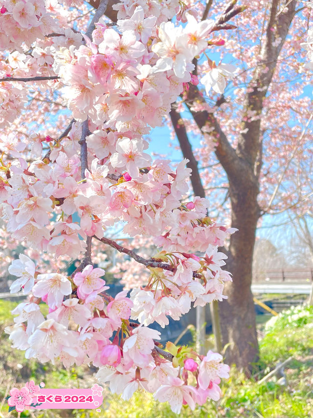 【新河岸川・宮下橋/埼玉県】川に流れ込むかのような美しい河津桜