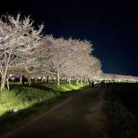 夜の川に映り込む桜のリフレクションが素敵