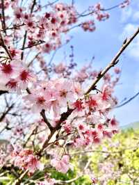 我以為日本的櫻花已經夠美了，直到我來了這裏