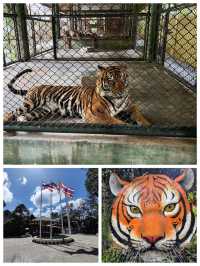 普吉虎王國：老虎互動🐯 Tiger Kingdom Phuket