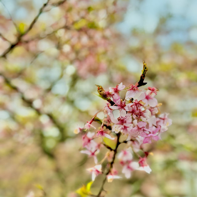 河津桜並木