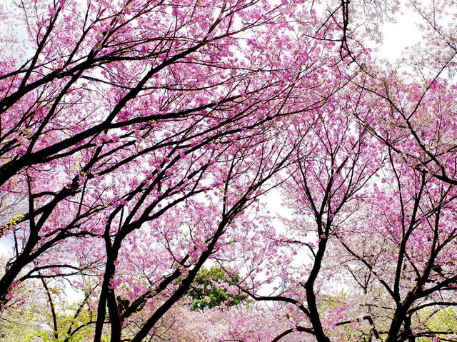 Shinjuku Gyoen Cherry Tree Area