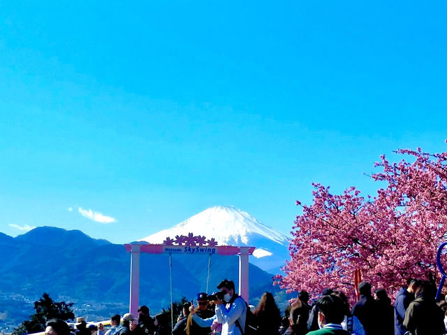 Cherry Blossoms Walking Path