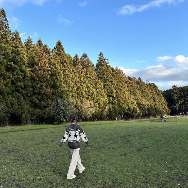 입장료 3000원으로 즐기는 숲🌳