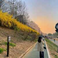 Discovering Seoul's Cherry Blossom Hotspots