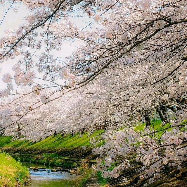 日本奈良公園