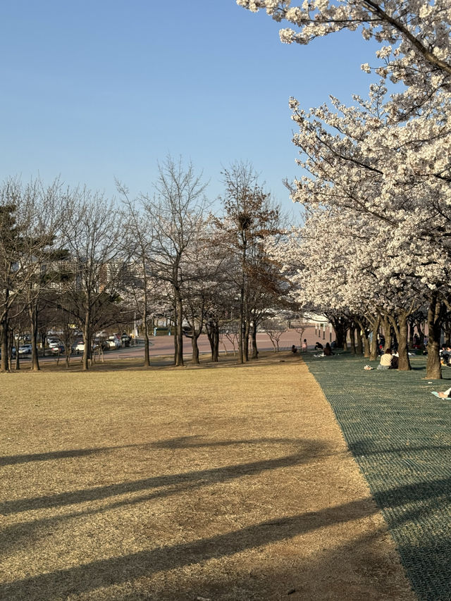 대구 피크닉 하기 좋은 벚꽃 명소 대구스타디움