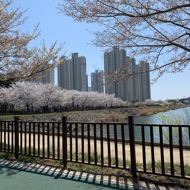 오송 벚꽃맛집 호수공원
