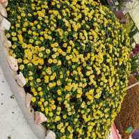 Flowers in Cameron Highlands. 