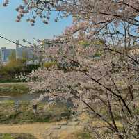 안양천의 벚꽃길을 따라 자전거 여행, 학운공원🌸