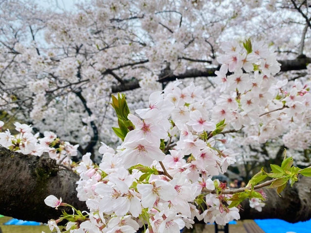 สวนโยโยกิ Yoyogi Park 🌸