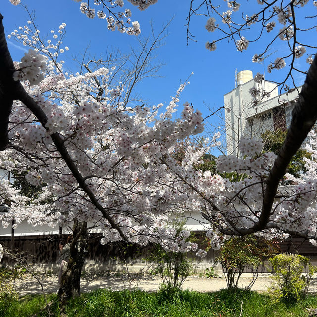 京都 哲學之道