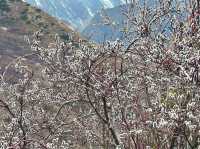 Wild plum blossoms dotting the landscape.