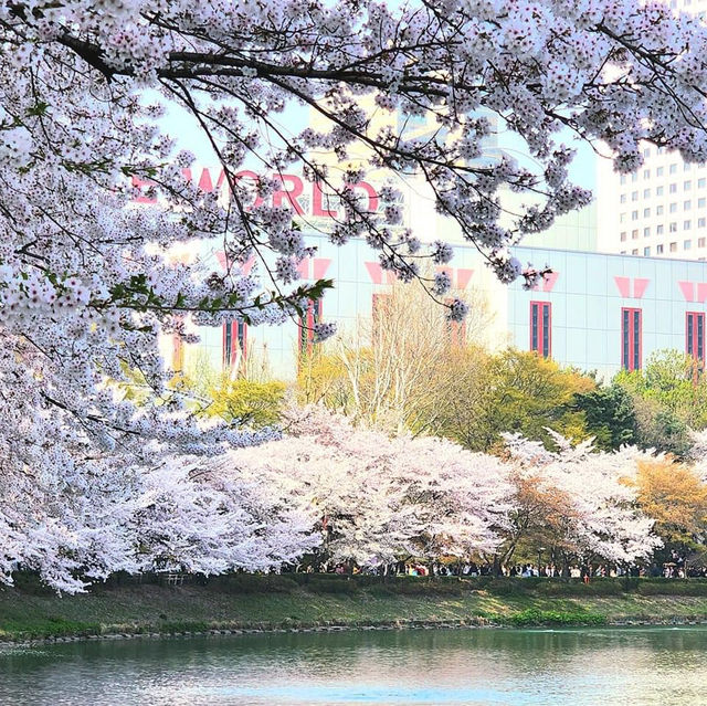 Beautiful Cherry Blossom of Lotte World Tower