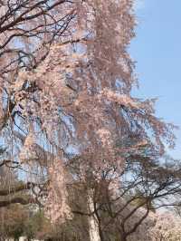 아련함 가득한 수양벚꽃 보고 가세요🌸