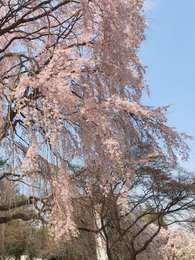 아련함 가득한 수양벚꽃 보고 가세요🌸