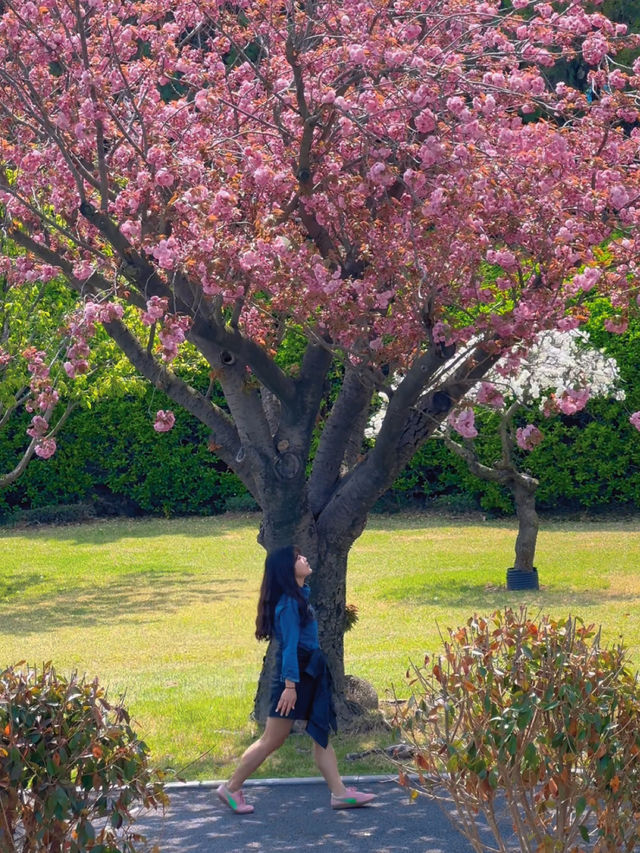 겹벚꽃에다 라일락까지 볼 수 있는 곳💜