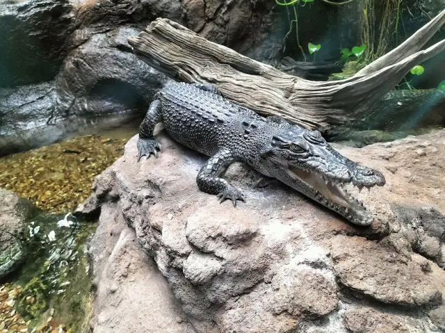 AQWA The Aquarium Of Western Australia