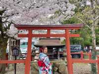 ถ่ายรูปซากุระที่ศาลเจ้า Sumiyoshi Shrine 