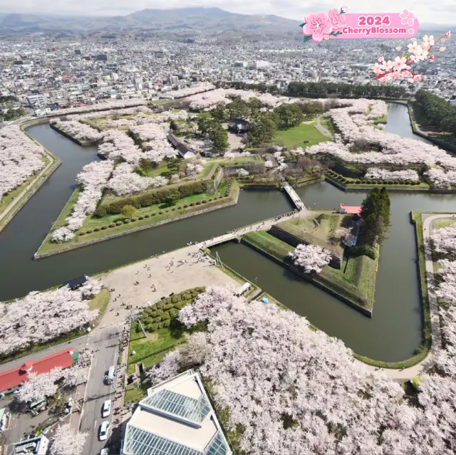 Sakura in a star-shaped park! 🌸