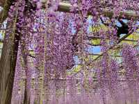ชมดอกวิสทีเรีย (Wisteria) ใกล้นาโกย่า🪻
