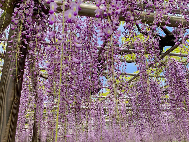 ชมดอกวิสทีเรีย (Wisteria) ใกล้นาโกย่า🪻