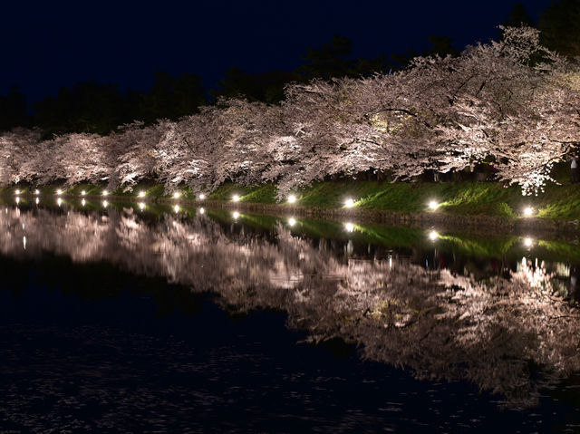 日本東北弘前公園夜櫻點燈 絕美