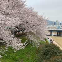 Oncheoncheon Citizens Park จุดชมซากุระสวยในปูซาน