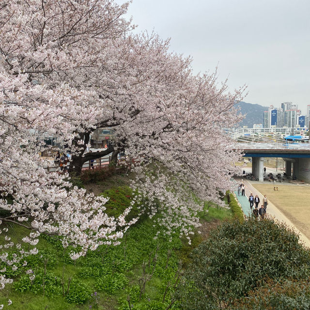 Oncheoncheon Citizens Park จุดชมซากุระสวยในปูซาน