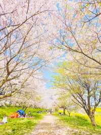 菜の花 / 桜の共演　ソメイヨシノ1キロ！【埼玉】