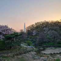 Sakura Sunsets in Seoul