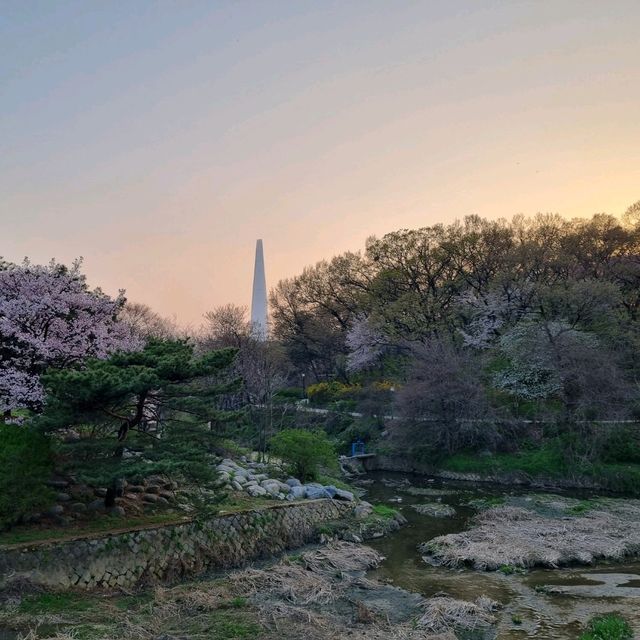 Sakura Sunsets in Seoul