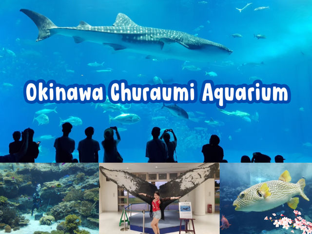 🌊ท่องโลกใต้ทะเลที่ Okinawa Churaumi Aquarium