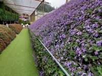 Lavender Garden in Cameron Highland
