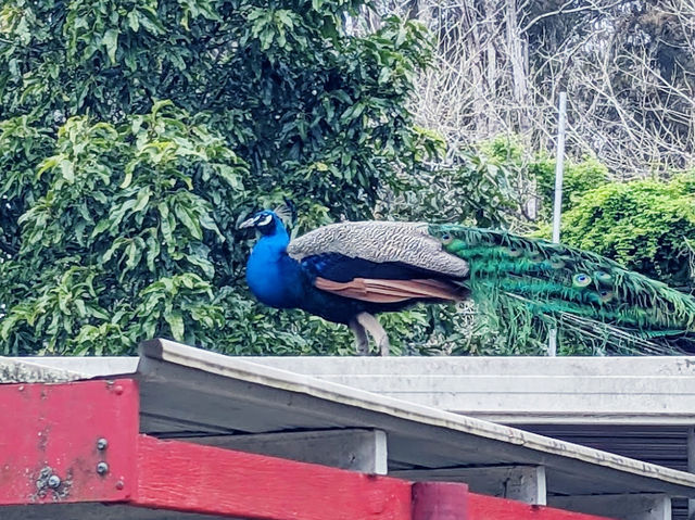 Birdland Animal Park