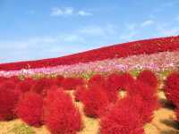 福島國營常陸海濱公園紅色掃帚草