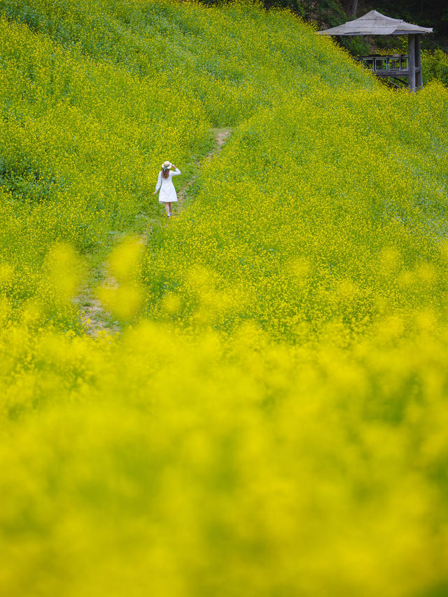 노랑가득 힐링가득 추정리유채꽃축제 사진남기는팁💛🌼