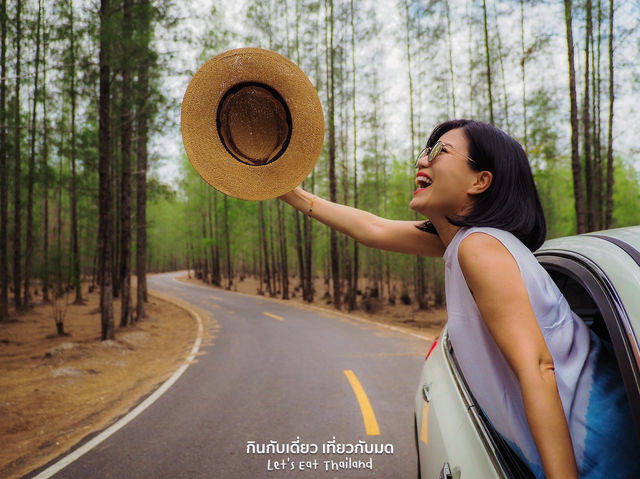 ป่าสนเหมืองแร่ เงียบสงบ ถ่ายรูปสวย