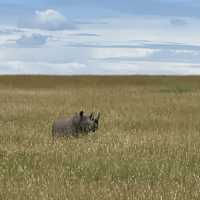 Incredible wildlife experience in Kenya 
