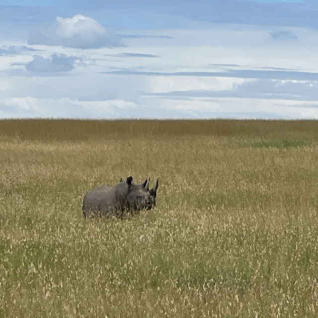 Incredible wildlife experience in Kenya 