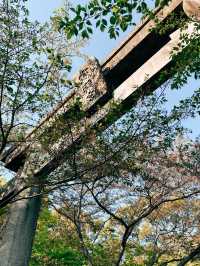 🇯🇵日本福岡景點⛩️ 寶滿宮 竈門神社🌸