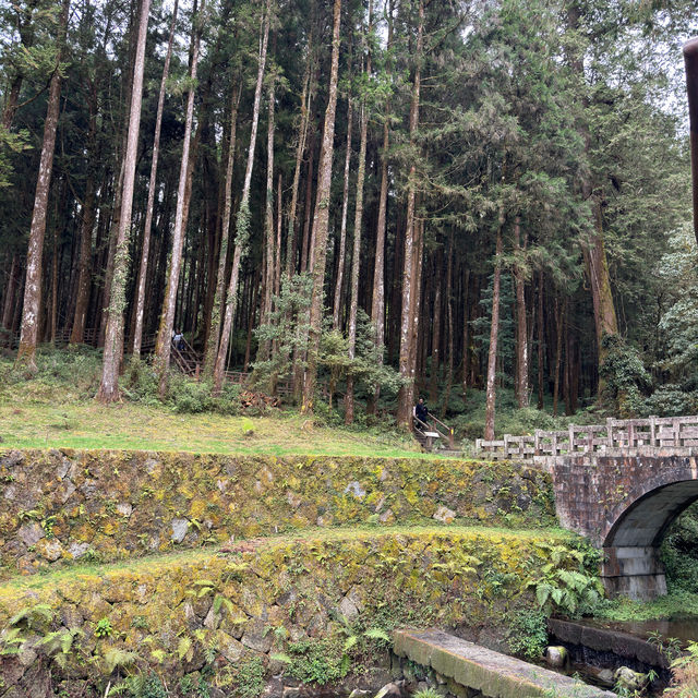 Alishan National Park 