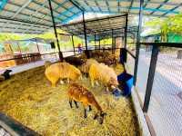 Pavilion Petting Zoo