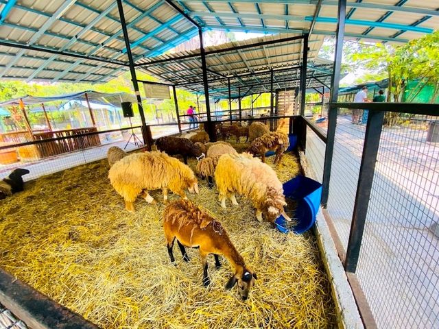 Pavilion Petting Zoo