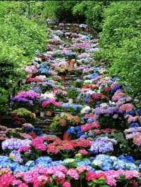 一見の価値あり❣️圧巻のあじさい階段🤗💠💐@奈良・長谷寺