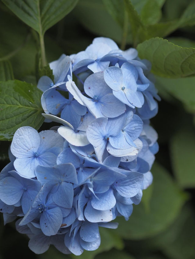 今が見頃！2024年明月院　紫陽花の見頃情報