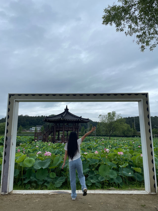 🪷연꽃으로 뒤덮인 이곳은 부산, 창원 근교에서 가까운 함안 연꽃테마파크입니다 :)🩷